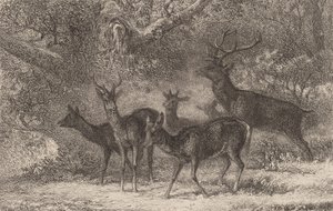 झुण्ड। द्वारा कार्ल बॉडर