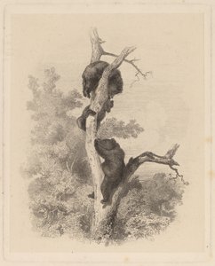 लेस अवर (भालू) द्वारा कार्ल बॉडर