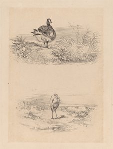 उई, बगुला द्वारा कार्ल बॉडर