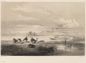 जंगली कुछ कलहंस। द्वारा कार्ल बॉडर