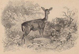 एक डो। द्वारा कार्ल बॉडर