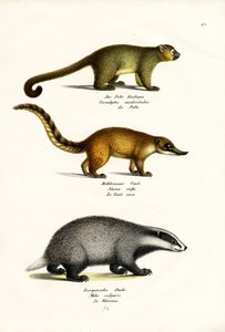 हनी बियर, 1824 द्वारा कार्ल जोसेफ ब्रोड्टमैन