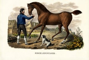 मैक्लेनबर्ग हॉर्स, 1824 द्वारा कार्ल जोसेफ ब्रोड्टमैन