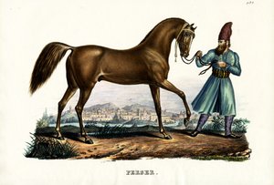 फारसी घोड़ा, 1824