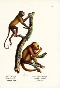 रेड हाउलर बंदर, 1824 द्वारा कार्ल जोसेफ ब्रोड्टमैन
