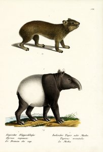 रॉक हाईरेक्स, 1824 द्वारा कार्ल जोसेफ ब्रोड्टमैन