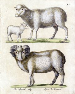  द्वारा कार्ल जोसेफ ब्रोड्टमैन