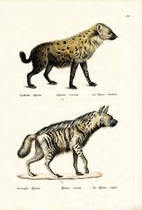स्पॉटेड हेंना, 1824 द्वारा कार्ल जोसेफ ब्रोड्टमैन