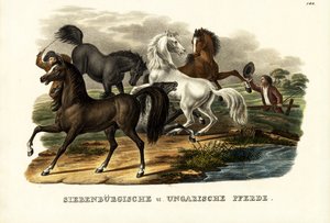 ट्रांसिल्वेनियन और हंगेरियन घोड़े, 1824
