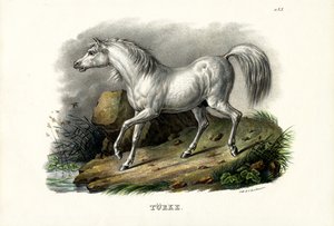 तुर्की घोड़ा, 1824 द्वारा कार्ल जोसेफ ब्रोड्टमैन