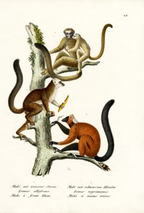 व्हाइट-फ्रंटेड लेमुर, 1824 द्वारा कार्ल जोसेफ ब्रोड्टमैन