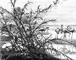मेनलेह झील पर पक्षियों की एक संसद, 1880