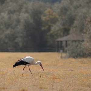  द्वारा कत्था लकड़ी