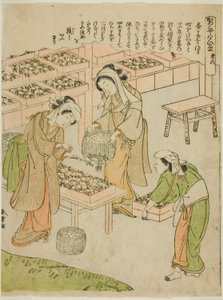 प्लेट 6 (नए काते गए कोकून की जांच), quot;काइको याशिनाई-गुसाquot; श्रृंखला से द्वारा कटसुकावा शुंशु