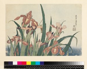 Irises और टिड्डी, पब। Nishimura Eijudo द्वारा, c.1832, (योको-ए - क्षैतिज प्रारूप, रंग वुडब्लॉक प्रिंट) द्वारा कत्सुशिका होकुसाई