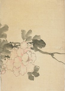 Peony, 18 वीं सदी के अंत में 19 वीं सदी की शुरुआत में। द्वारा कत्सुशिका होकुसाई