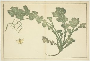 ततैया और शलजम का डंठल, quot;होकुसाई के यथार्थवादी चित्रों की चित्र पुस्तक (होकुसाई शशिन गफू)quot; से द्वारा कत्सुशिका होकुसाई