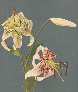 लिली, 1897 (हाथ से रंग का कोलोटाइप)