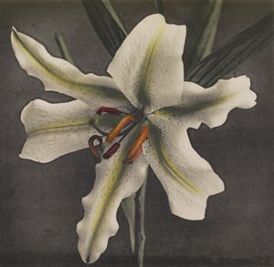 लिली, 1896 (हाथ से रंग का कोलोटाइप)