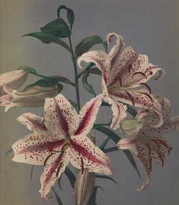 लिली, 1896 (हाथ से रंग का कोलोटाइप)