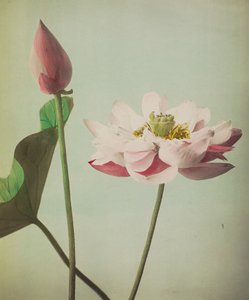 लोटस, 1896 (हाथ से रंग का कोलोटाइप)