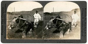 सियोल के पास खेती, दक्षिण कोरिया, 1900s। द्वारा कीस्टोन व्यू कंपनी