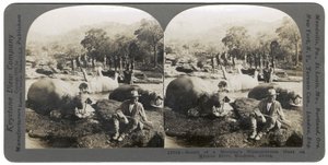 Mlembo नदी, रोडेशिया, अफ्रीका, 1910 पर एक सुबह के हिप्पोपोटेमस हंट का परिणाम द्वारा कीस्टोन व्यू कंपनी