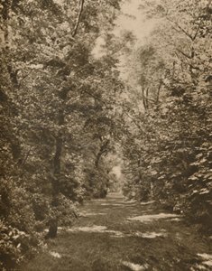 अर्ल कोर्ट रोड के कुछ सौ गज के भीतर एक वुडलैंड ग्लेड, c1935।
