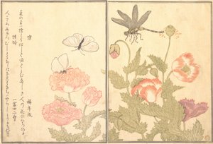 बटरफ्लाई चो, ड्रैगनफ्लाई कागेरो या टोनबो, 1788। द्वारा किटगावा उतामारो