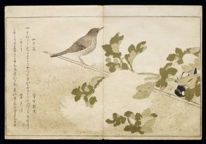 P.332-1946 Vol.2 f.2 मंचूरियन ग्रेट टिट और एक रॉबिन, एक एल्बम &39;बर्ड्स इन ह्यूमरस सॉन्ग&39;, 1791 (कलर वुडब्लॉक प्रिंट) द्वारा किटगावा उतामारो