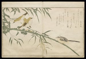 P.332-1946 Vol.2 f.6 लंबी पूंछ वाली चूची और तीन सफेद आंखें, एक एल्बम &39;बर्ड्स इन ह्यूमरस सॉन्ग&39;, 1791 (कलर वुडब्लॉक प्रिंट) से द्वारा किटगावा उतामारो