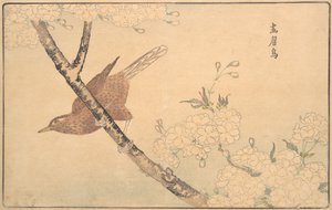 द ग्रे थ्रश, 1789।