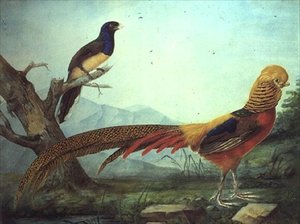 एक सुनहरा तीतर और एक ट्रोगन (जल रंग और गौचे) द्वारा एलएफए पन्थ