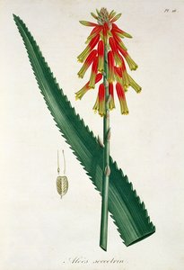 जोसेफ रोज (1772-1850) द्वारा &39;फाइटोग्राफी मेडिक&39; से एलो, 1821 में प्रकाशित