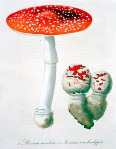 अमनिता मुस्कारिया फ्लाई एगारिक, 1821 द्वारा एलएफजे होक्वार्ट