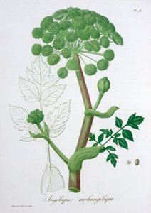एंजेलिका अर्खंगेलिका गार्डन एंजेलिका, 1821 द्वारा एलएफजे होक्वार्ट