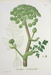 1821 में प्रकाशित जोसेफ रोइक्स (1772-1850) द्वारा &39;फाइटोग्राफी मेडिके&39; से एंजेलिका आर्कान्गेलिका