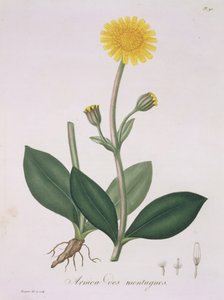 जोसेफ रोक्स (1772-1850) द्वारा &39;फाइटोग्राफी मेडिक&39; से अर्निका मोंटाना, 1821 में प्रकाशित द्वारा एलएफजे होक्वार्ट