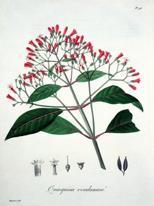 जोसेफ रोक्स (1772-1850) द्वारा &39;फाइटोग्राफी मेडिक&39; से सिनकोना, 1821 में प्रकाशित द्वारा एलएफजे होक्वार्ट