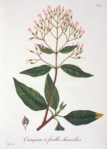 जोसेफ रोक्स (1772-1850) द्वारा &39;फाइटोग्राफी मेडिक&39; से सिनकोना, 1821 में प्रकाशित