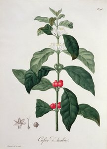 जोसेफ रॉक्स (1772-1850) द्वारा &39;फाइटोग्राफी मेडिक&39; से कॉफ़ी अरेबिका, 1821 में प्रकाशित
