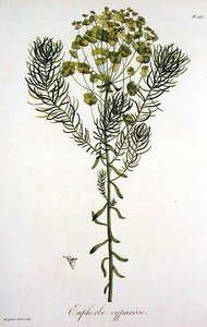 जोसेफ रोक्स (1772-1850) द्वारा 'फाइटोग्राफी मेडिकल' से यूफोरबिया साइपरिसियास, 1821 में प्रकाशित (उत्कीर्णन) द्वारा एलएफजे होक्वार्ट