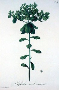 जोसेफ रोक्स (1772-1850) द्वारा 'फाइटोग्राफी मेडिकल' से यूफोरबिया हेलियोस्कोपिया, 1821 में प्रकाशित (उत्कीर्णन)