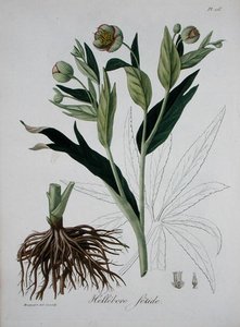 जोसेफ रोक्स (1772-1850) द्वारा 'फाइटोग्राफी मेडिकल' से हेलेबोरस फोएटिडस, 1821 में प्रकाशित (उत्कीर्णन) द्वारा एलएफजे होक्वार्ट