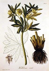 जोसेफ रोक्स (1772-1850) द्वारा 'फाइटोग्राफी मेडिकल' से हेलेबोरस विरिडिस, 1821 में प्रकाशित (उत्कीर्णन) द्वारा एलएफजे होक्वार्ट
