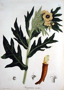जोसेफ रोक्स (1772-1850) द्वारा 'फाइटोग्राफी मेडिकल' से हेनबेन, 1821 में प्रकाशित (उत्कीर्णन) द्वारा एलएफजे होक्वार्ट