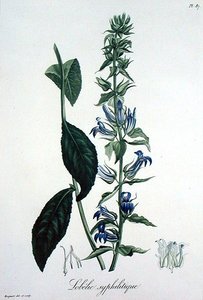 जोसेफ रोक्स (1772-1850) द्वारा 'फाइटोग्राफी मेडिकल' से लोबेलिया सिफिलिटिका, 1821 में प्रकाशित (उत्कीर्णन) द्वारा एलएफजे होक्वार्ट