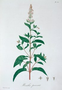 मेंथा पिपेरिटा पेपरमिंट, 1821 द्वारा एलएफजे होक्वार्ट