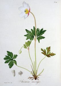 जोसेफ रोक्स (1772-1850) द्वारा &39;फाइटोग्राफी मेडिक&39; से लकड़ी एनीमोन, 1821 में प्रकाशित