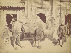 पेकिन, नंबर 923, 1867। द्वारा लाई फोंग।